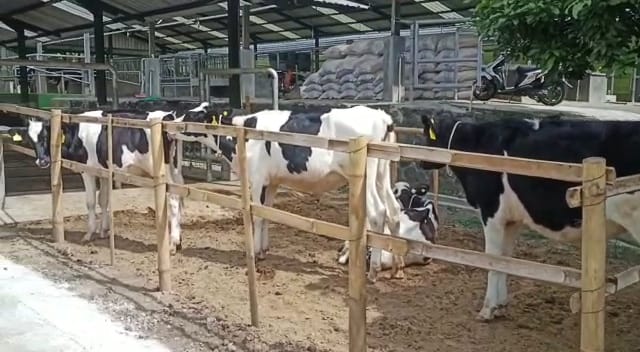 kelahiran pedet sapi perah hasil pelaksanaan IB menggunakan semen beku Proven Bull di Jatim